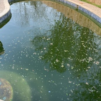 YellowRose Pools and Repair - Before - Pool Cleaners Near Me YellowRose Pools and Repair - Before - Pool Cleaners Near Me