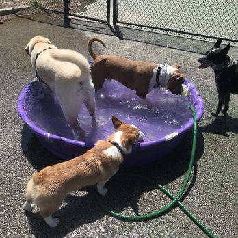 Walsh Park Dog Area - Dogs were loving the cool pool water!! - Dog Parks Near Me - Chicago, Illinois