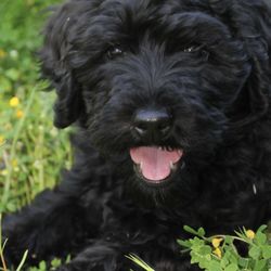 St Helena Veterinary Hospital - Thank you Dr. Gold and staff for saving Zoey's life!! We cannot thank you enough!