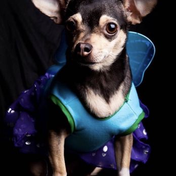 Encino Veterinary Center - Sweetie Pie - Veterinarians Near Me - Los Angeles, California Encino Veterinary Center - Sweetie Pie - Veterinarians Near Me - Los Angeles, California
