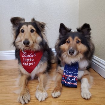 Eye Care for Animals - Pasadena - Gracie with her bright, beautiful eyes and her brother, Riley. - Veterinarians Near Me - Pasadena, California Eye Care for Animals - Pasadena - Gracie with her bright, beautiful eyes and her brother, Riley. - Veterinarians Near Me - Pasadena, California