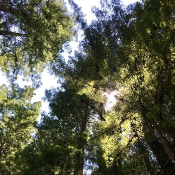 Purisima Creek Trail - Looking up - Hiking Near Me - Half Moon Bay, California Purisima Creek Trail - Looking up - Hiking Near Me - Half Moon Bay, California