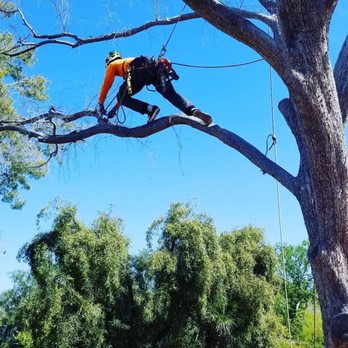 All American Arborist - Tree Services Near Me All American Arborist - Tree Services Near Me