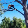 Photo of All American Arborist