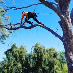 All American Arborist