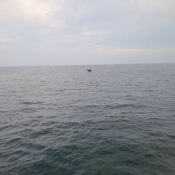 Whale Watch Dolphin Fleet - Whale Watching Tours Near Me - Provincetown, Massachusetts