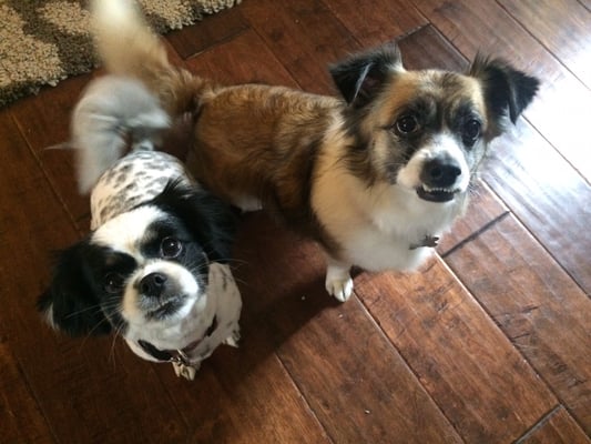 critter cleaners mobile grooming