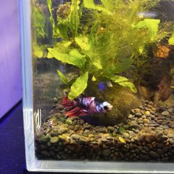 Short fined betta