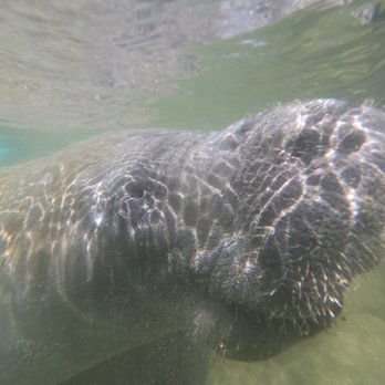 Nature's Discovery - Triangle the Manatee - Boat Tours Near Me - Crystal River, Florida Nature's Discovery - Triangle the Manatee - Boat Tours Near Me - Crystal River, Florida