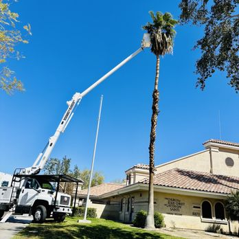 Alex's Tree Services - Palm tree trimming - Tree Services Near Me Alex's Tree Services - Palm tree trimming - Tree Services Near Me