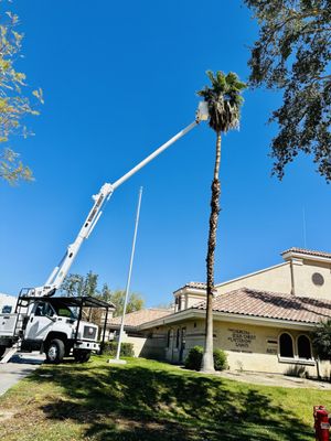 Tree Trimming - Call for all your tree trimming needs! Tree Trimming - Call for all your tree trimming needs!