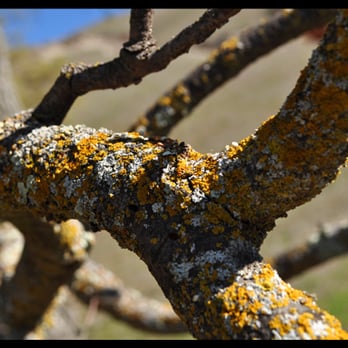 Sunol Regional Wilderness Area - Lichen - Parks Near Me - Sunol, California Sunol Regional Wilderness Area - Lichen - Parks Near Me - Sunol, California