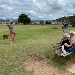 Bayview Park - Grassy area in dog park