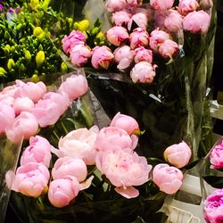 Panini Durini - Camellias just outside  love this delicate flower