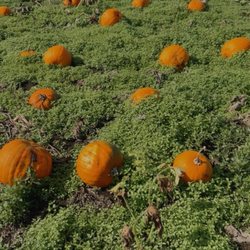 Hunter Family Farm - Field of pumpkins!