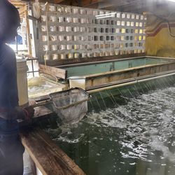 The Yellow Bait House