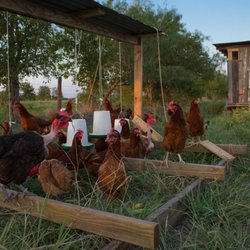 Blackland Farm & Cattle - Pastured eggs and chicken
