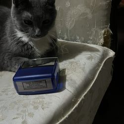 Crazy Cat Lady Notary