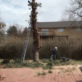 Mr Squid's Maintenance Solutions - Just the trunk left... - Gutter Services Near Me - Colorado Springs, Colorado Mr Squid's Maintenance Solutions - Just the trunk left... - Gutter Services Near Me - Colorado Springs, Colorado