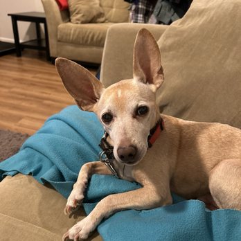 Evanston Animal Hospital - Radar, a patient of Evanston Animal Hospital - Veterinarians Near Me - Evanston, Illinois Evanston Animal Hospital - Radar, a patient of Evanston Animal Hospital - Veterinarians Near Me - Evanston, Illinois
