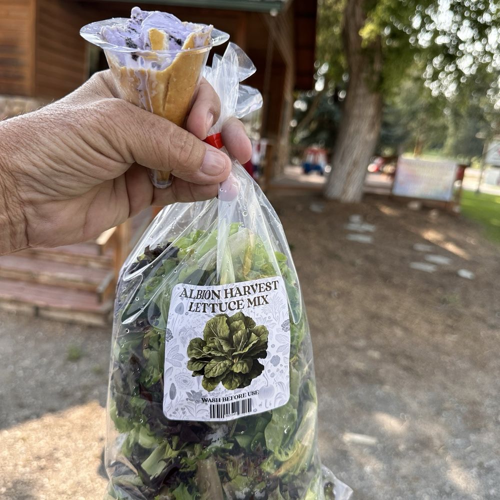 Albion Mercantile - A bag of their freshly harvested local lettuce. - Ice Cream & Frozen Yogurt Near Me - Albion, Idaho Albion Mercantile - A bag of their freshly harvested local lettuce. - Ice Cream & Frozen Yogurt Near Me - Albion, Idaho
