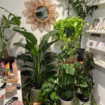 Plant Shoppe - Nurseries & Gardening Near Me - San Antonio, Texas Plant Shoppe - Nurseries & Gardening Near Me - San Antonio, Texas