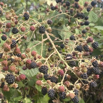 Warren G. Magnuson Park - Tons of ripe blackberries - Parks Near Me - Seattle, Washington Warren G. Magnuson Park - Tons of ripe blackberries - Parks Near Me - Seattle, Washington