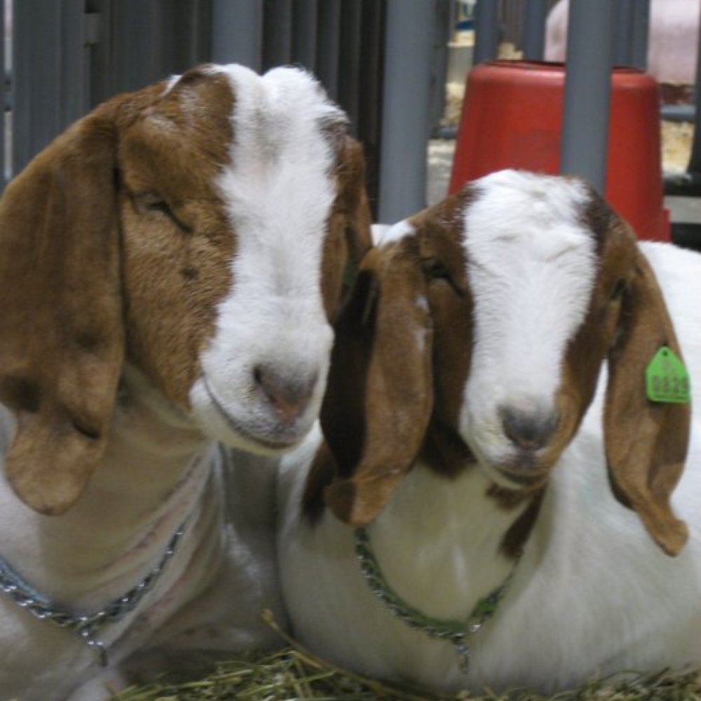 Oregon State Fair - Best buds. - Festivals Near Me - Salem, Oregon Oregon State Fair - Best buds. - Festivals Near Me - Salem, Oregon