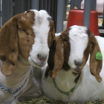 Oregon State Fair - Best buds. - Festivals Near Me - Salem, Oregon