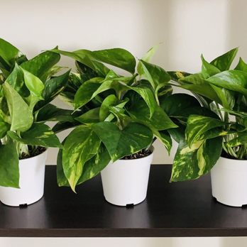 Rainbow - Pothos in 4" planters. - Nurseries & Gardening Near Me - Rosemead, California