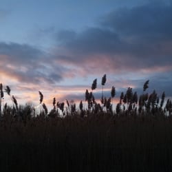 Stony Branch Growers - Sunset over foxtails