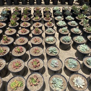 Cosentino's Nursery - Succulents - Nurseries & Gardening Near Me - Malibu, California Cosentino's Nursery - Succulents - Nurseries & Gardening Near Me - Malibu, California
