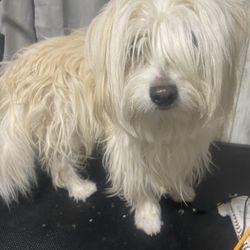 Before grooming