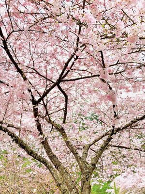 Washington Park by null