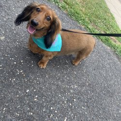 Pawz & Clawz Grooming - Happy with a nail trim