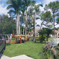 Jeffrey's In and Out Tree Service - Palms trees clean up