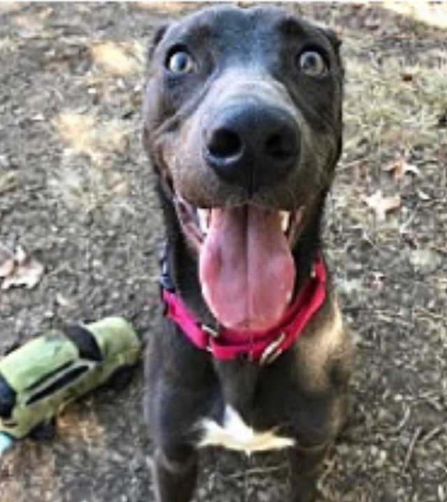 TOWN & COUNTRY VETERINARY CLINIC Updated August 2024 3140 N Smith