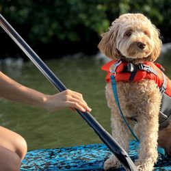 SUP DOG Hawaii - Finn observing the turtles and surroundings