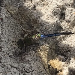 Station One - Dragonfly that liked our shade