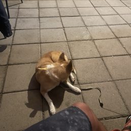 Gypsy chilling when I walked outside from a pool game! Gypsy chilling when I walked outside from a pool game!