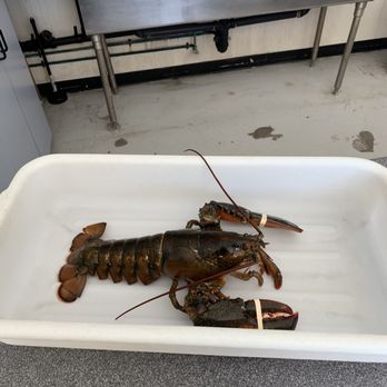 Pacific Seafood Distribution - 3 lb lobster - Seafood Markets Near Me - Honolulu, Hawaii