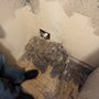 Photo of West Houston Dryer Vent Cleaning