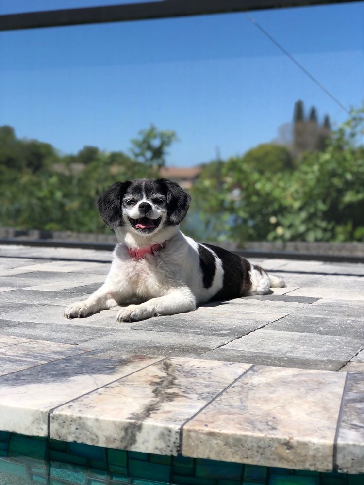 BUCK CREEK VETERINARY CLINIC 10972 N State Rd 3, Knightstown, Indiana