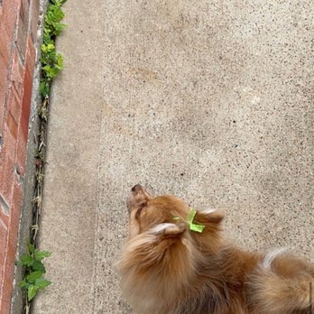 pampered pooches pet grooming