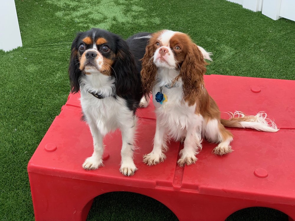 CAMP BOW WOW PENSACOLA 11 Reviews Pet Boarding 2410 Langley Ave