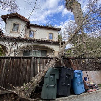 Noriega Tree Services - Fallen tree before removal - Tree Services Near Me Noriega Tree Services - Fallen tree before removal - Tree Services Near Me
