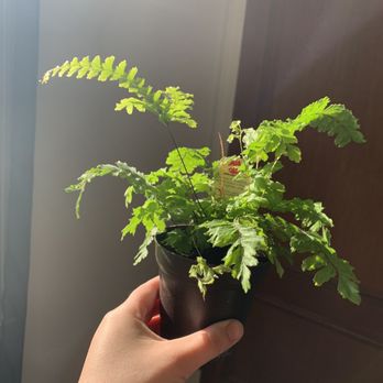 Brookside Garden Center & Florist - MaidenHair Fern for $6 - Florists Near Me - Bloomfield, New Jersey