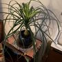 Photo of The-plantshoppe