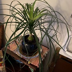 The-plantshoppe - My latest purchase