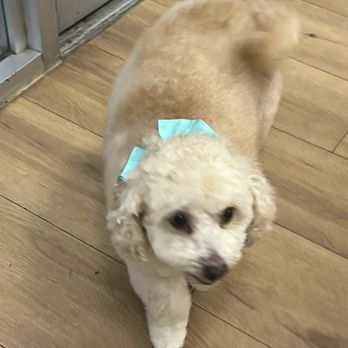3Tails Dog Salon - Pet Groomers Near Me - Thousand Oaks, California